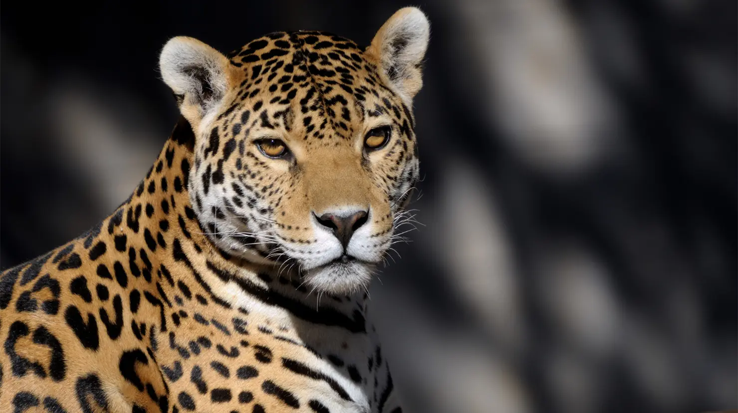 Jaguar rescatado en Chiapas falleció pese a tratamientos. Foto: Canva.