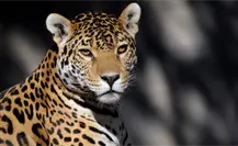 Jaguar rescatado en Chiapas falleció pese a tratamientos