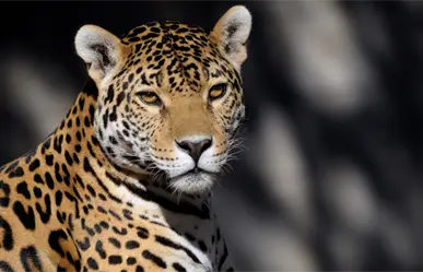 Jaguar rescatado en Chiapas falleció pese a tratamientos