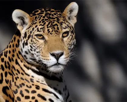 Jaguar rescatado en Chiapas falleció pese a tratamientos