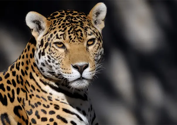 Jaguar rescatado en Chiapas falleció pese a tratamientos