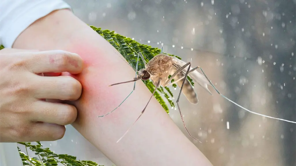 5 formas de protegerse contra los mosquitos en Yucatán
