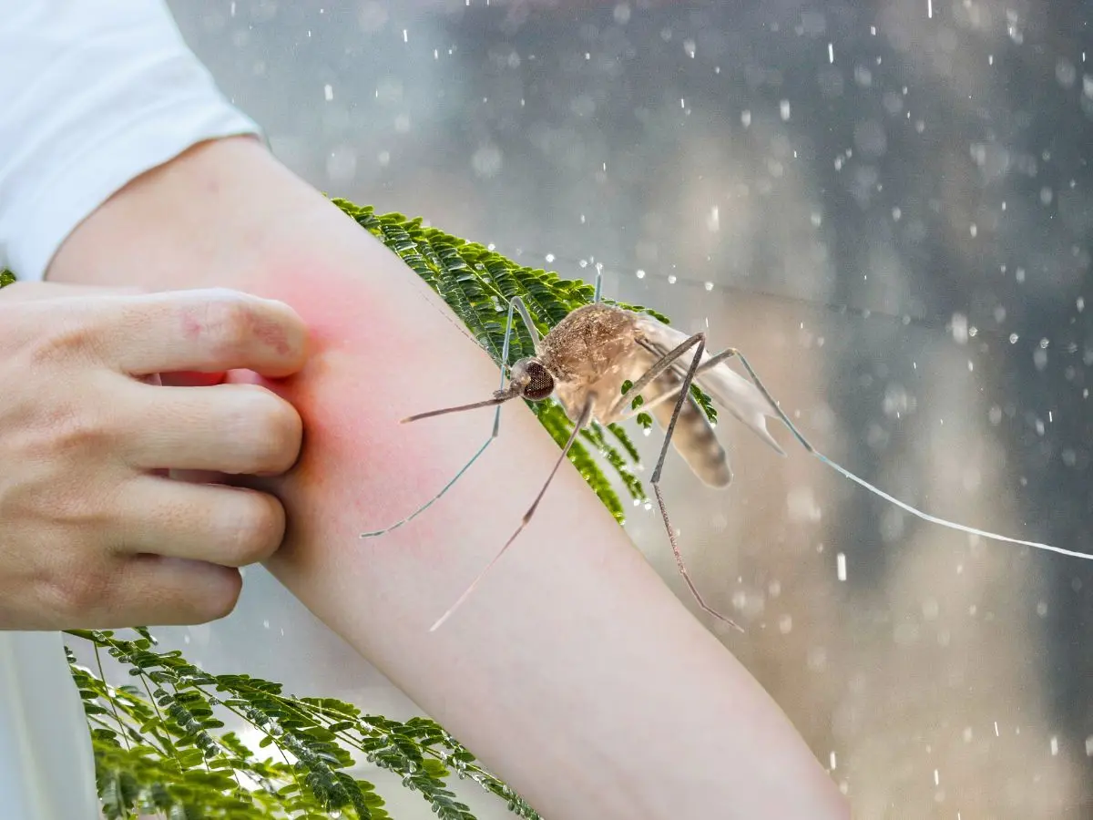 Las lluvias traen consigo una gran cantidad de mosquitos que pueden afectar de manera importante a la saludo tras las picaduras, por eso es importante tomar en cuenta algunas formas de protección contra este insecto.- Fuente Canva