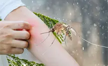 5 formas de protegerse contra los mosquitos en Yucatán