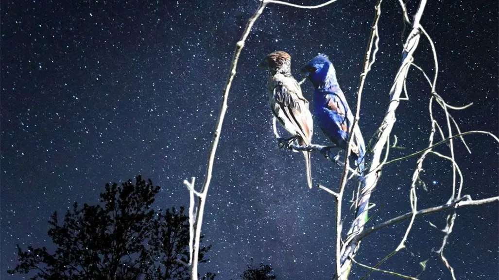 La Península de Yucatán vive la Noche de los Mil Millones de Pájaros