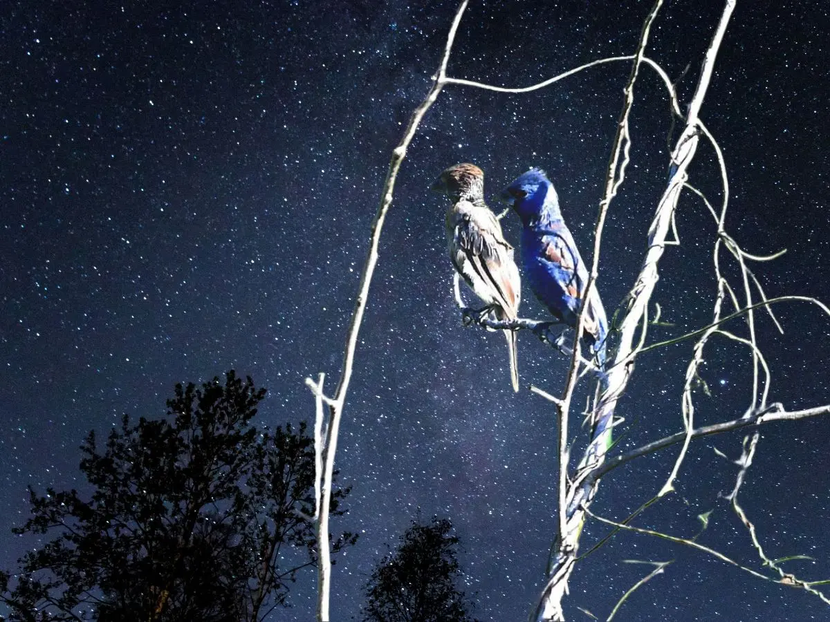 El pasado jueves 25 de septiembre se reportó un fenómeno conocido como Noche de los Mil Millones de Pájaro en el cual millones de aves de distintas especies migran desde Estados Unidos y Canadá para habitar por un tiempo la Península de Yucatán.- Fuente Proyecto Santa María