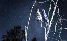 La Península de Yucatán vive la Noche de los Mil Millones de Pájaros