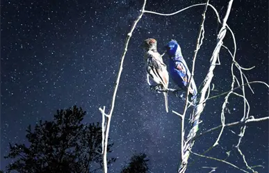 La Península de Yucatán vive la Noche de los Mil Millones de Pájaros