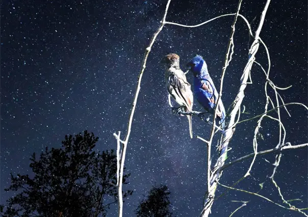 La Península de Yucatán vive la Noche de los Mil Millones de Pájaros