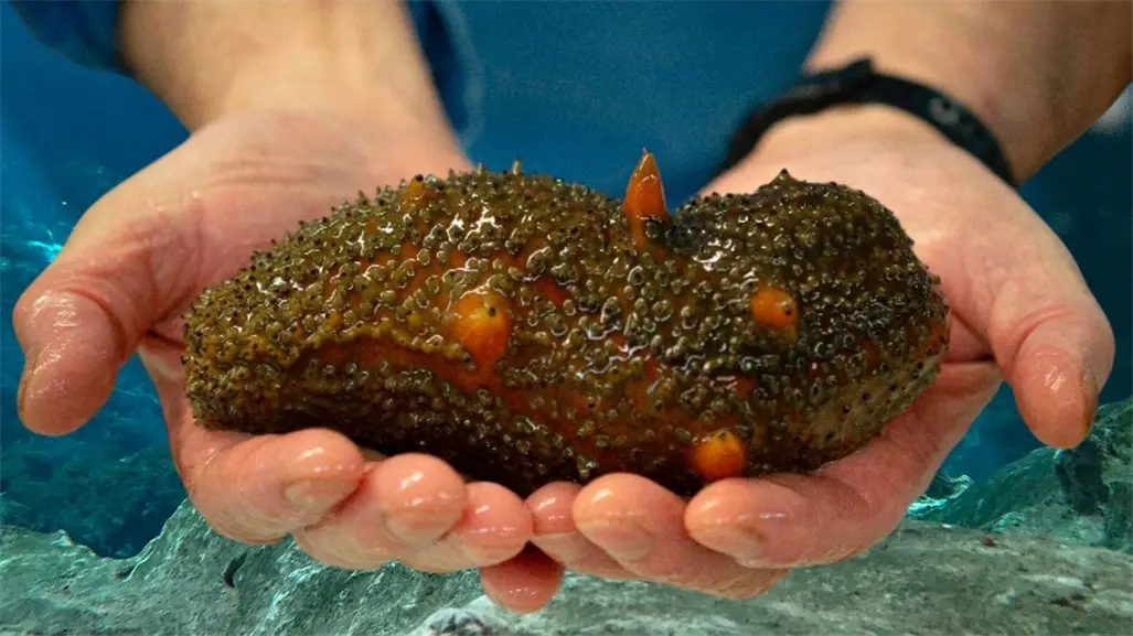 Desmantelan sancochadero de pepino de mar en Yucatán