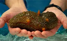 Desmantelan sancochadero de pepino de mar en Yucatán