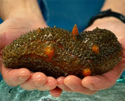 Desmantelan sancochadero de pepino de mar en Yucatán
