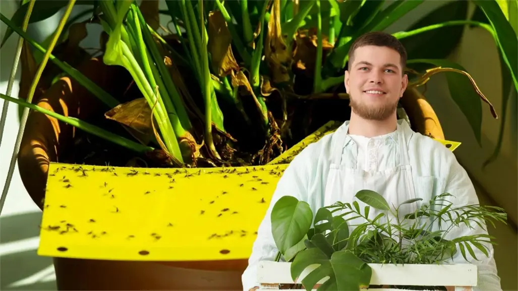 5 plantas que alejan a los mosquitos y decoran tu casa en Yucatán