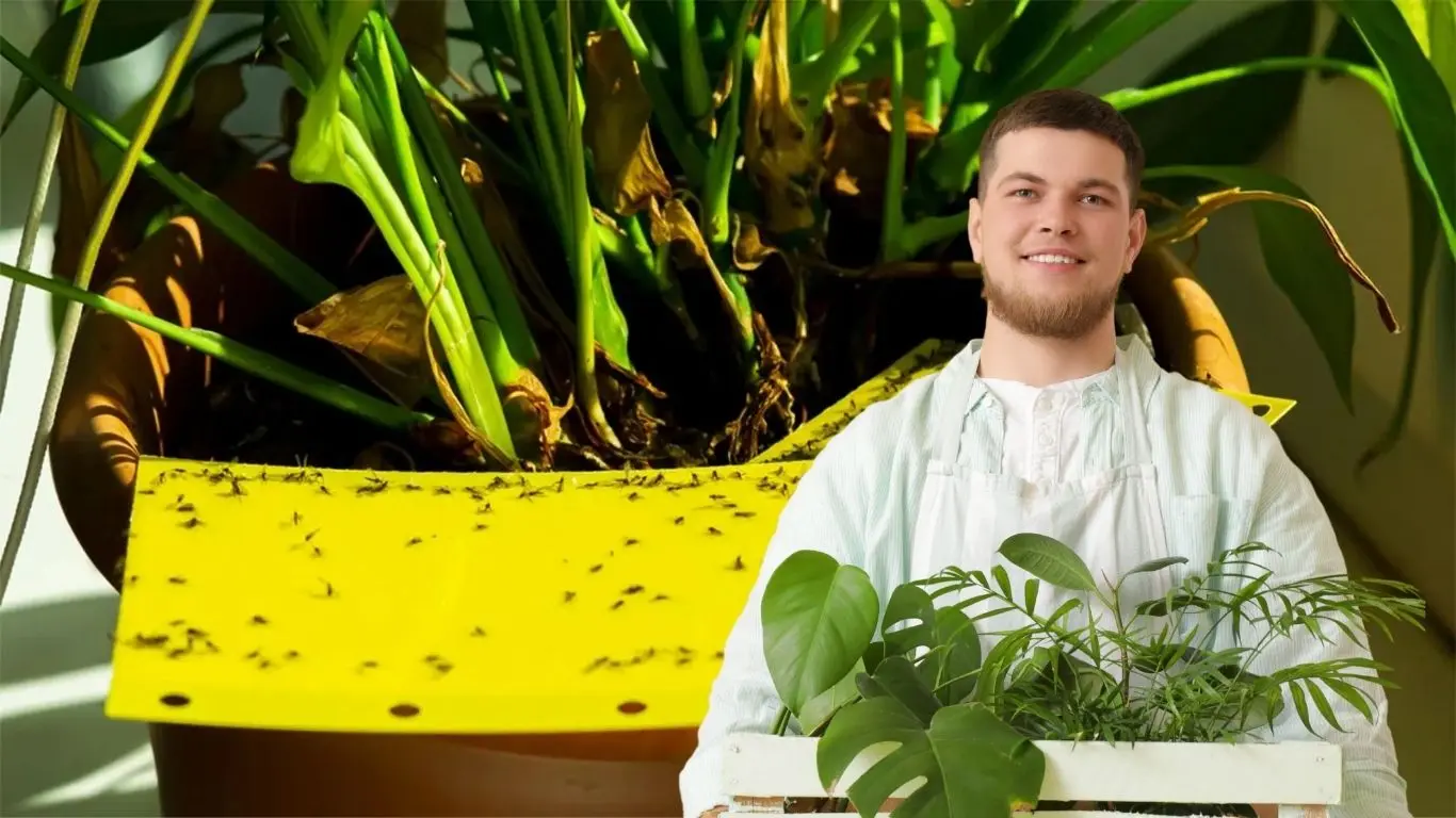 ¿Qué beneficios aportan estas plantas además de repeler mosquitos?. Foto: Canva