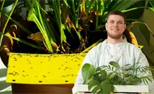 5 plantas que alejan a los mosquitos y decoran tu casa en Yucatán