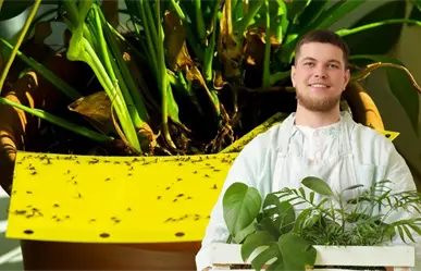 5 plantas que alejan a los mosquitos y decoran tu casa en Yucatán