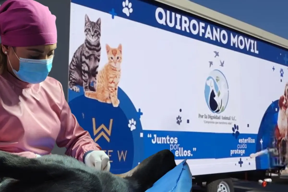 Así funcionan el quirófano móvil en la capital de Coahuila / Fotos: VET PET Clínica Veterinaria | Canva