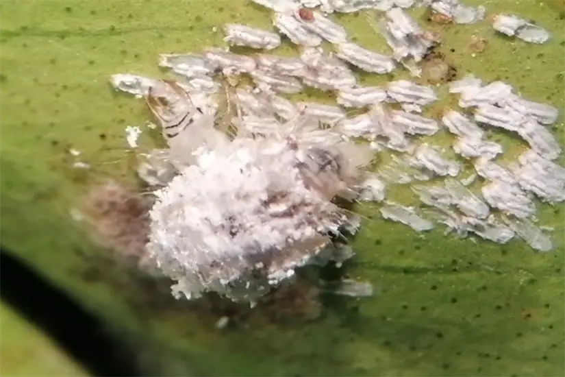 Larvas de crisopas alimentandose de insectos plaga como escamas de nieve, mosca prieta de los ci´tricos y el psilido asia´tico de los ci´tricos. Foto: Gobierno de México.
