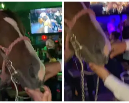 Maltrato animal en Saltillo: denuncian uso de caballo como espectáculo en bar
