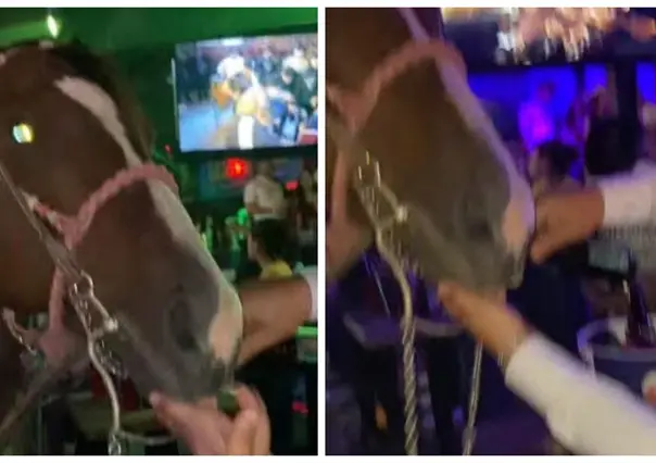 Maltrato animal en Saltillo: denuncian uso de caballo como espectáculo en bar