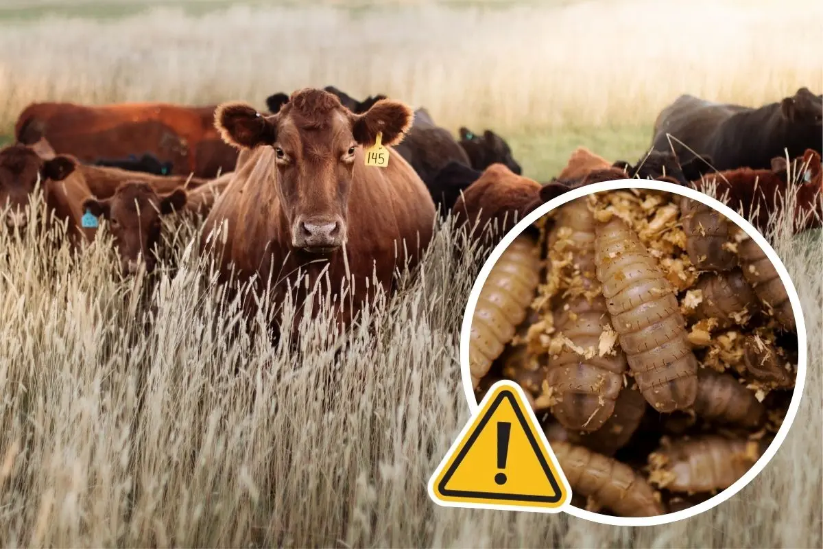 Coahuila refuerza medidas para proteger ganado de gusano barrenador / Foto: Composición de Canva