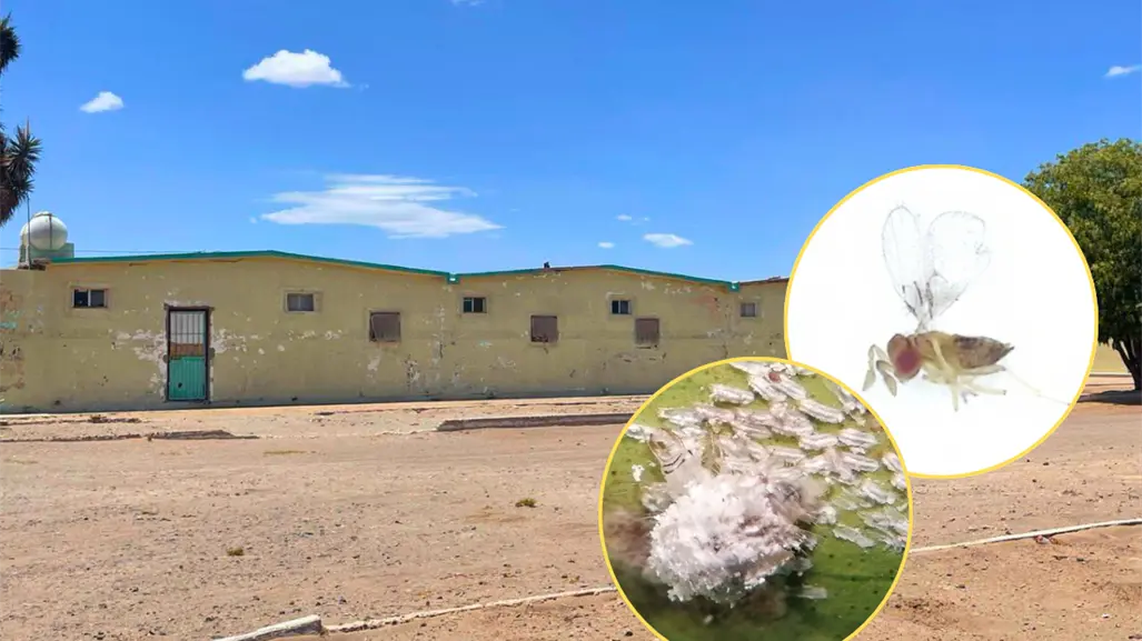 Valle de Santo Domingo impulsa cultivos de exportación desde BCS de esta manera