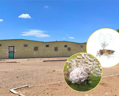 Valle de Santo Domingo impulsa cultivos de exportación desde BCS de esta manera