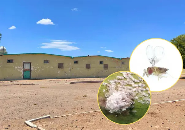 Valle de Santo Domingo impulsa cultivos de exportación desde BCS de esta manera