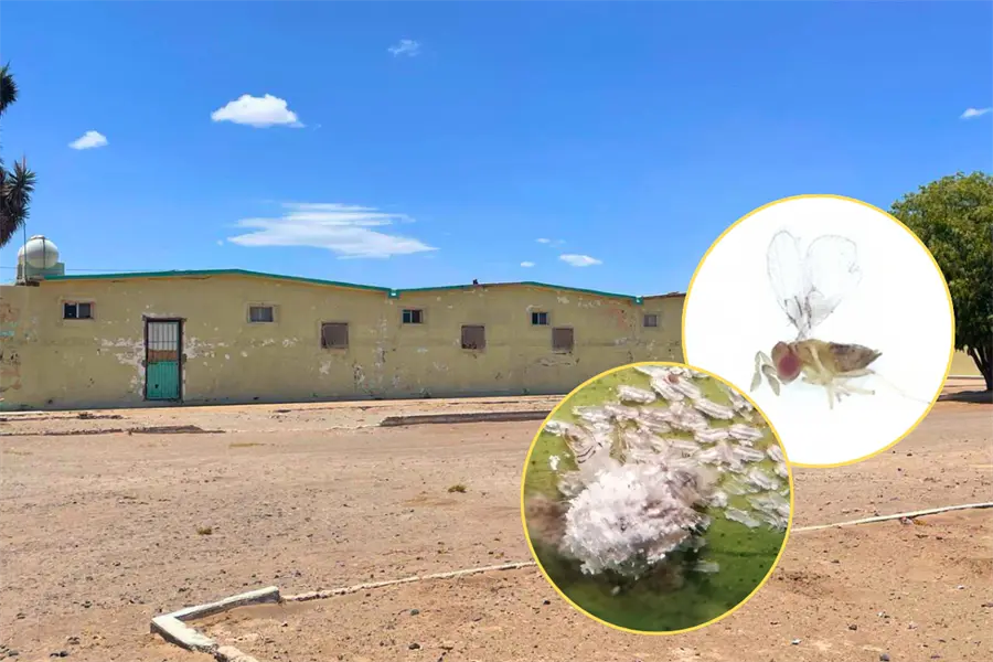 Valle de Santo Domingo impulsa cultivos de exportación desde BCS de esta manera