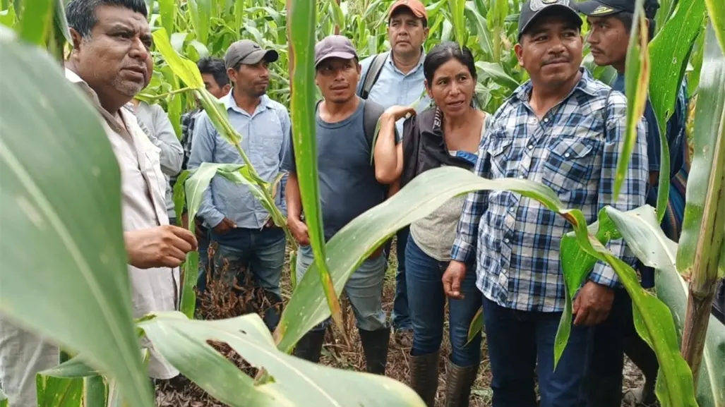 Maíz mexicano permite tener más alimentos en poco espacio; estos cultivos son sus aliados