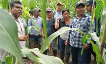 Maíz mexicano permite tener más alimentos en poco espacio; estos cultivos son sus aliados