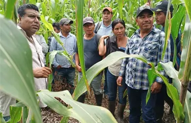 Maíz mexicano permite tener más alimentos en poco espacio; estos cultivos son sus aliados
