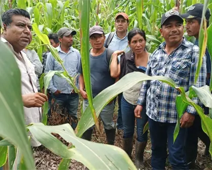 Maíz mexicano permite tener más alimentos en poco espacio; estos cultivos son sus aliados