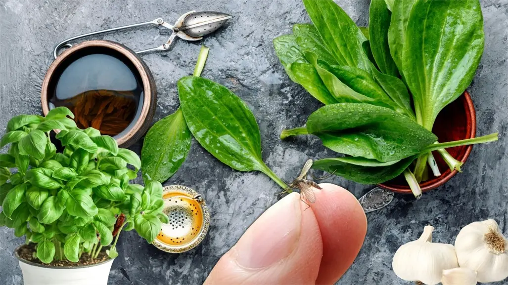 7 Insecticidas naturales que funcionan para combatir los mosquitos