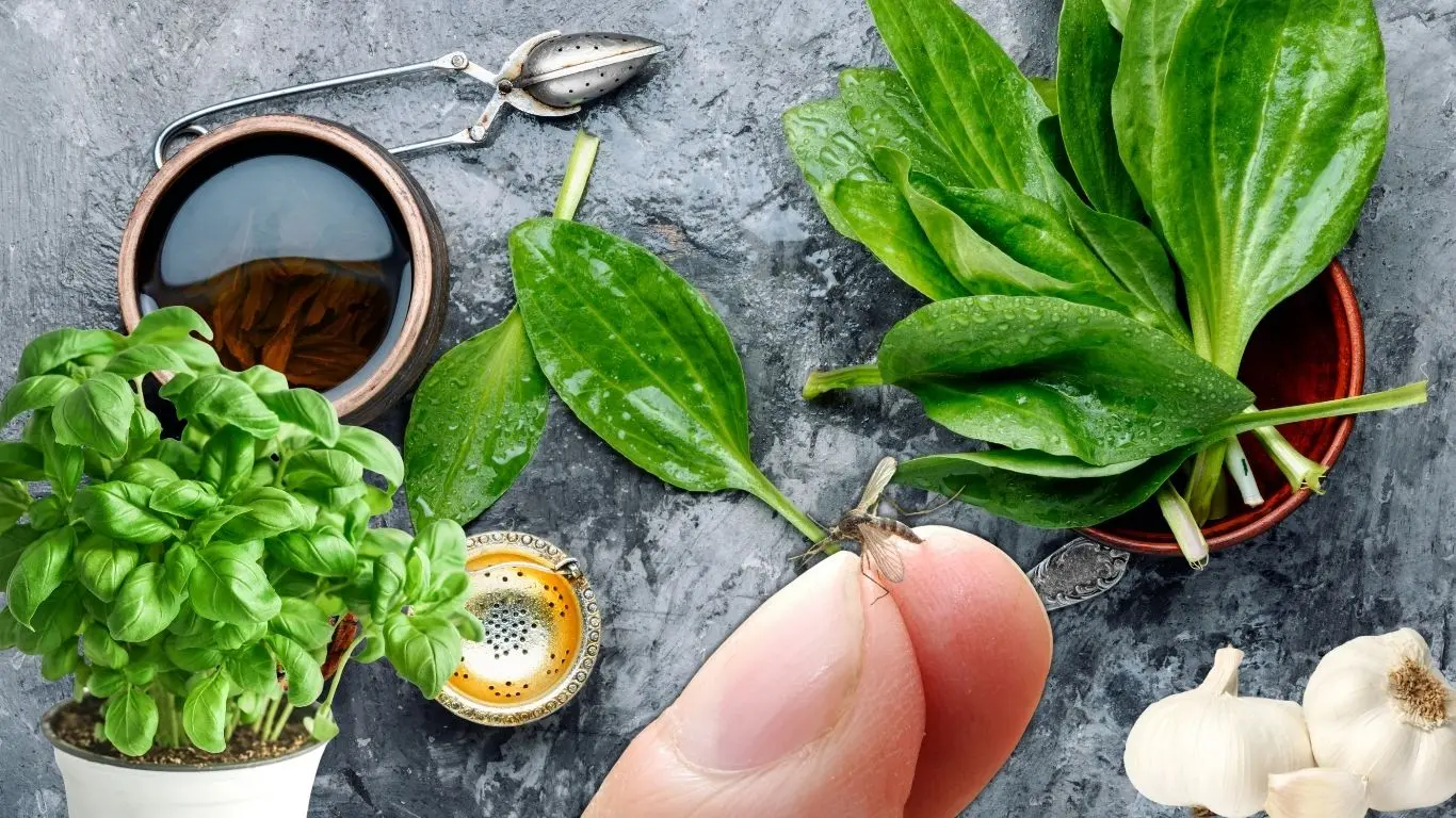 ¿Cuáles son los insecticidas naturales que funcionan para combatir a los mosquitos?. Foto: Canva / Adity Cupil