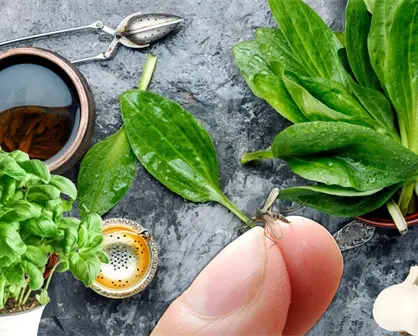 7 Insecticidas naturales que funcionan para combatir los mosquitos