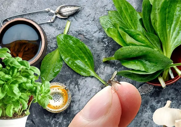 7 Insecticidas naturales que funcionan para combatir los mosquitos