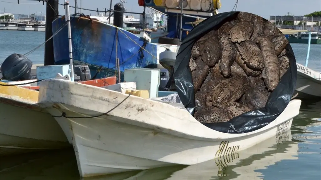 Vinculan a proceso a tres personas por sancochadero de pepino de mar en Yucatán