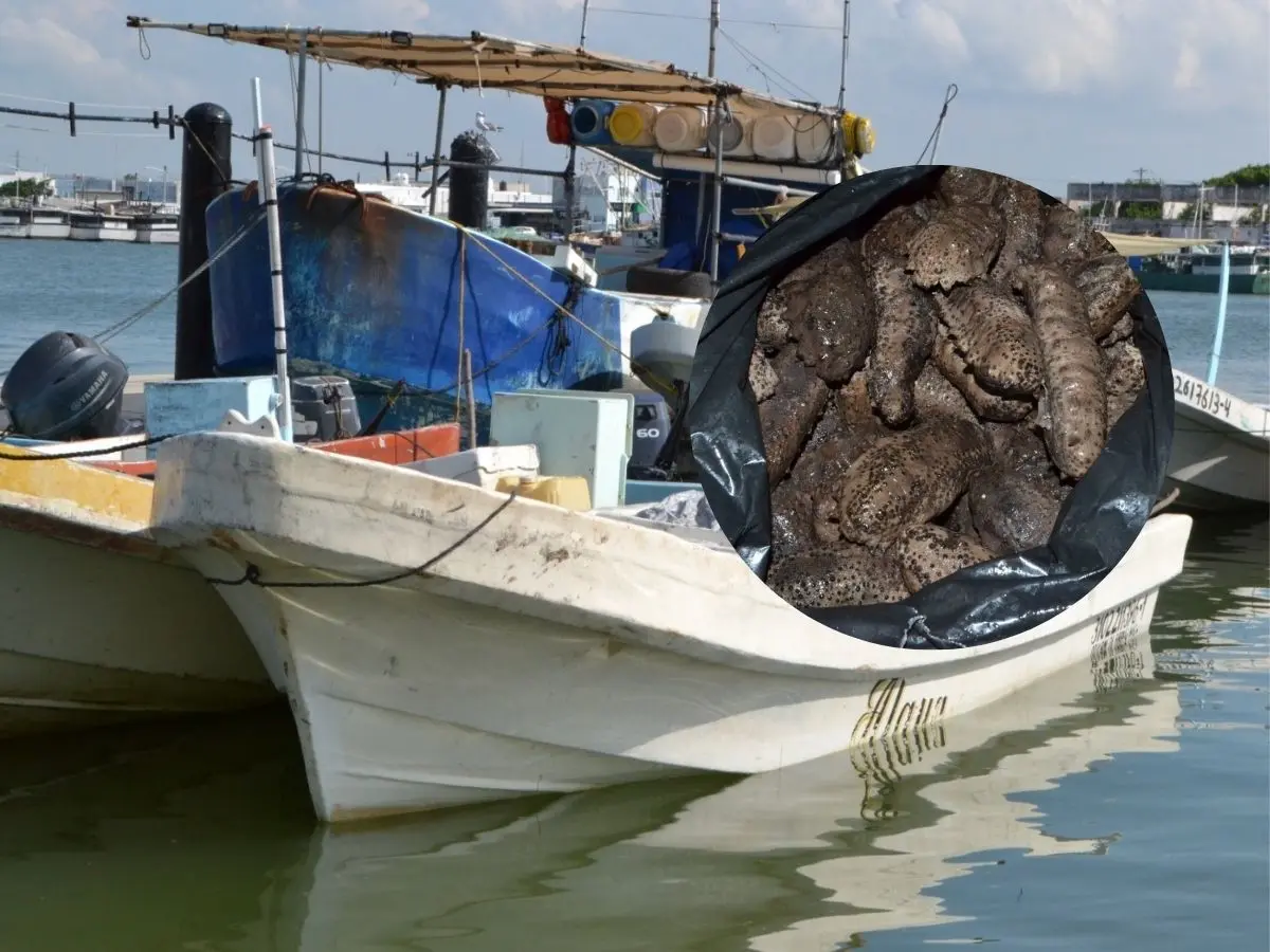 Durante un operativo realizado en los manglares del municipio Dzilam de Bravo, Yucatán, las autoridades lograron detener a tres personas por posesión de pepino de mar y quienes sancochaban dicha especie marina en veda.- Fuente FGR