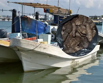 Vinculan a proceso a tres personas por sancochadero de pepino de mar en Yucatán