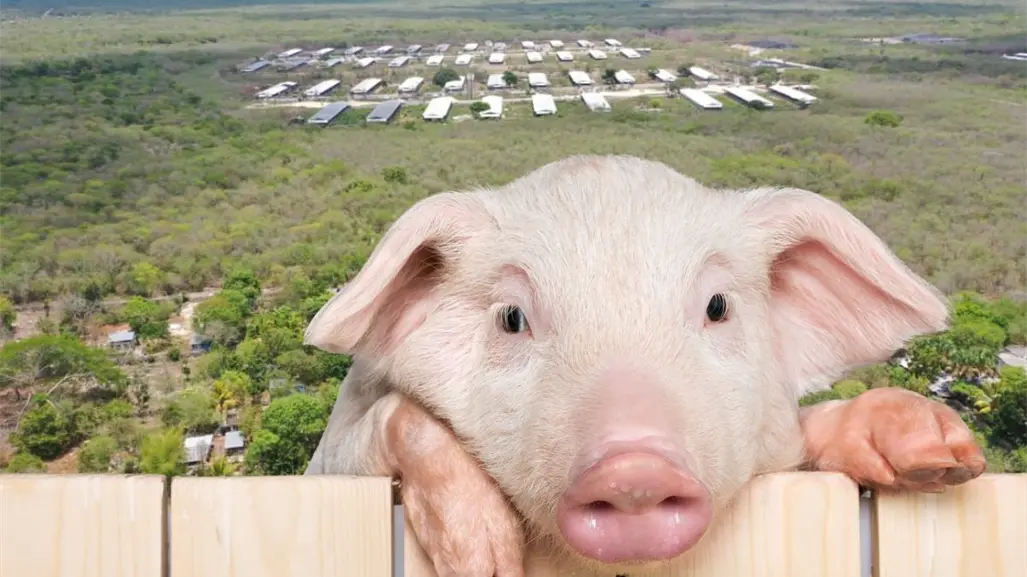 ¿Qué pasará con los cerdos tras el cierre de una megagranja en Yucatán?