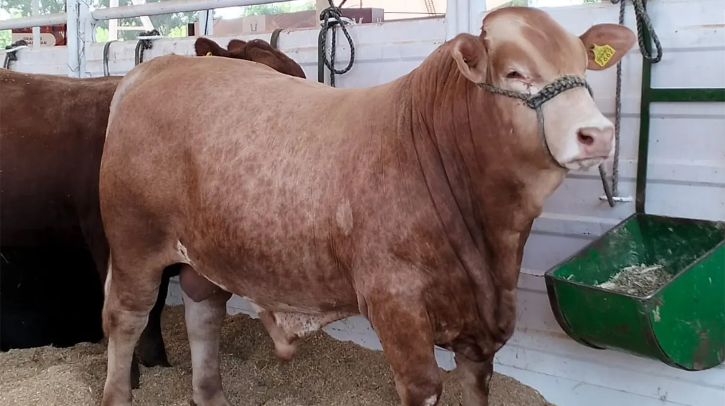 Existe un ambicioso proyecto para la producción de carne en Durango. | Foto: Citlalli Zoé Sánchez
