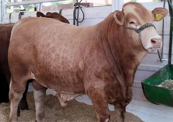 Gobierno de Durango, a marchas forzadas para bajar millonario recurso federal de Ciudad Pecuaria