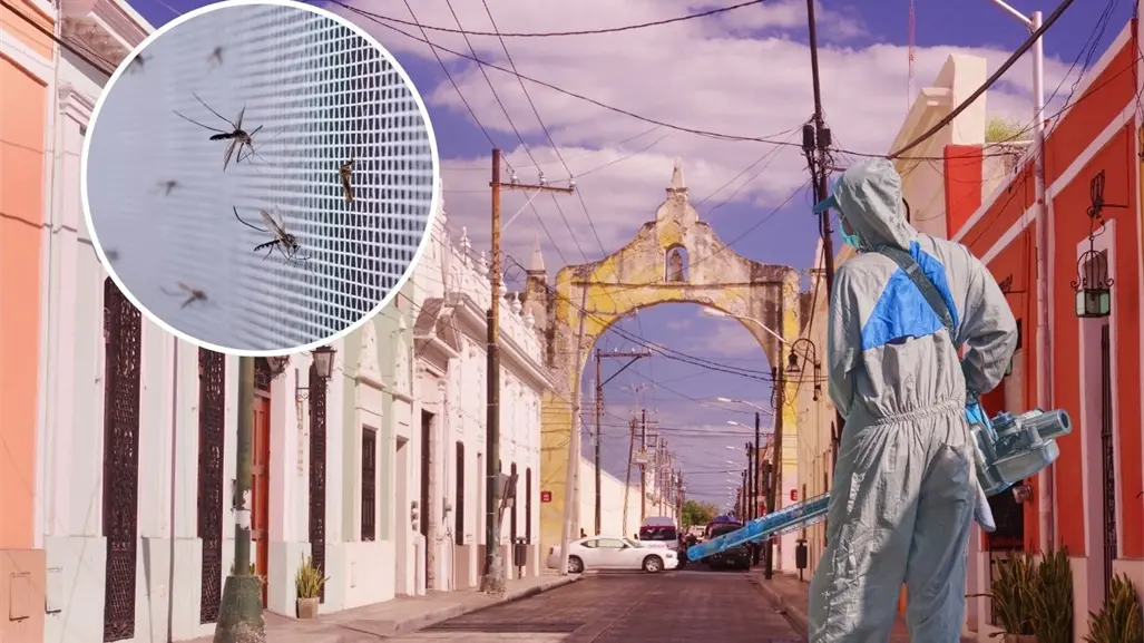 Invasión de mosquitos en Yucatán: ¿qué está pasando y cómo protegerse?