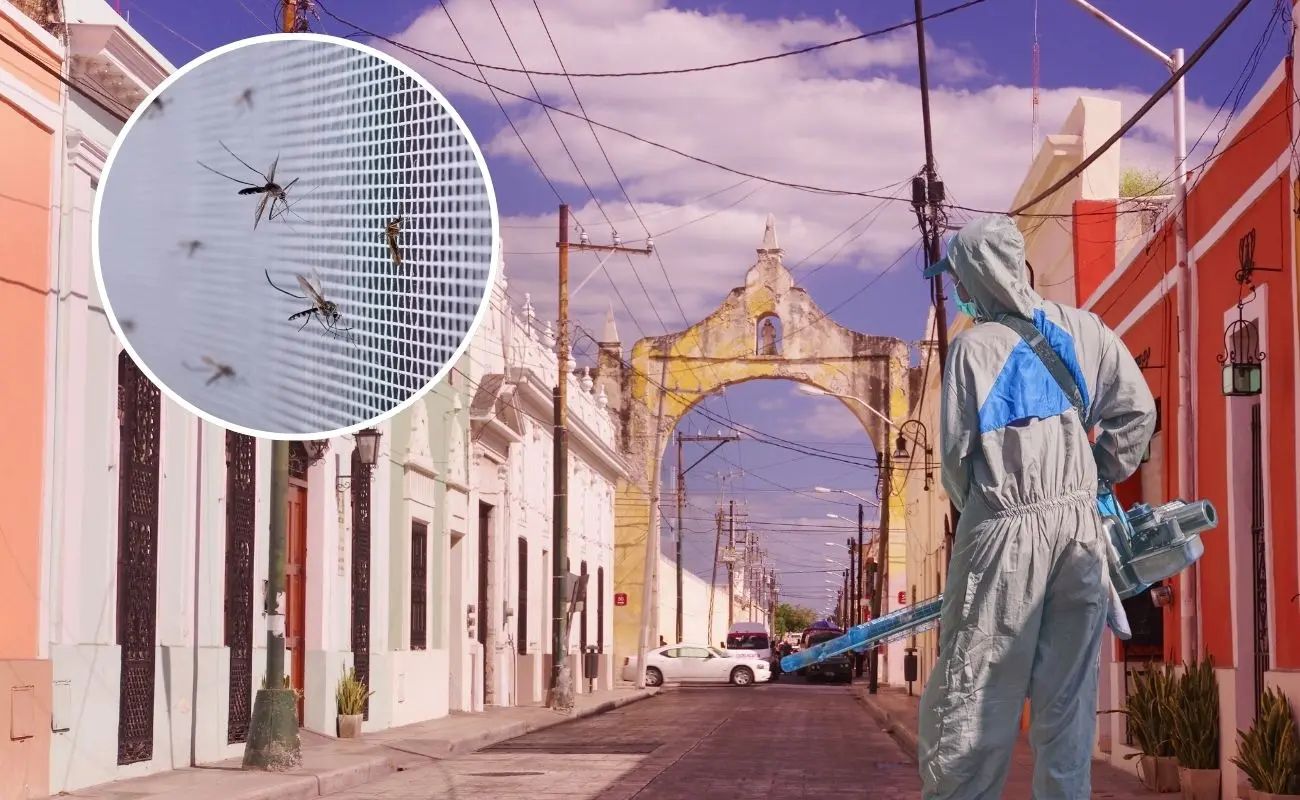 ¿Qué tipo de mosquito invade Yucatán en estos días? Foto: Canva