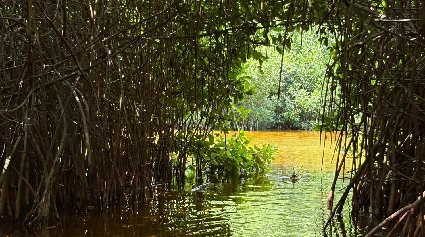Los manglares son de mucha importancia pues sirven como barrera contra los huracanes, además que dan muchos nutrientes a los ecosistemas de la costa yucateca.- Fuente Gobierno del Estado