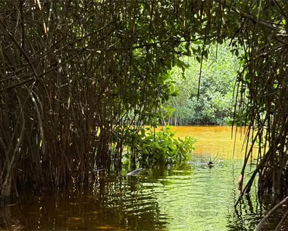 Familias de Sisal, dedicadas a la recuperación de manglares en Yucatán