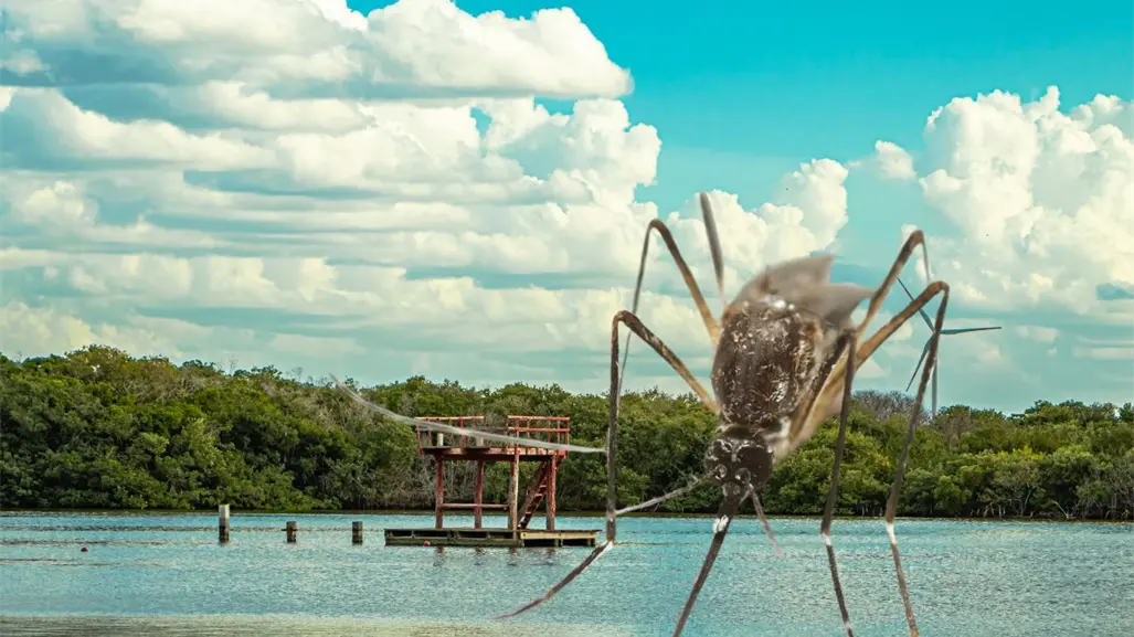 Así es la lucha contra los mosquitos en las zonas costeras de Yucatán