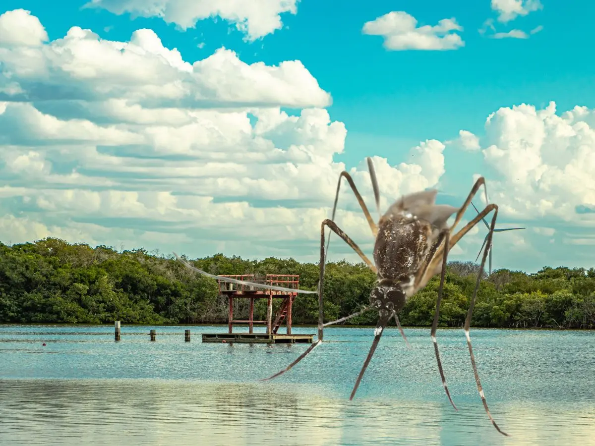 La mayor presencia del mosquito en las playas y zonas costeras de Yucatán se debe a que estas áreas poseen criaderos naturales ideales como aguas con alto contenido de salinidad, pantanos y aguas estancadas.- Fuente Canva