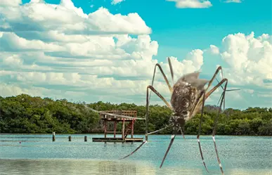 Así es la lucha contra los mosquitos en las zonas costeras de Yucatán